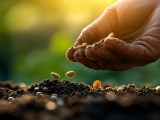 Plant Seeds In Sri Lanka Paddy Seeds Cic Holdings